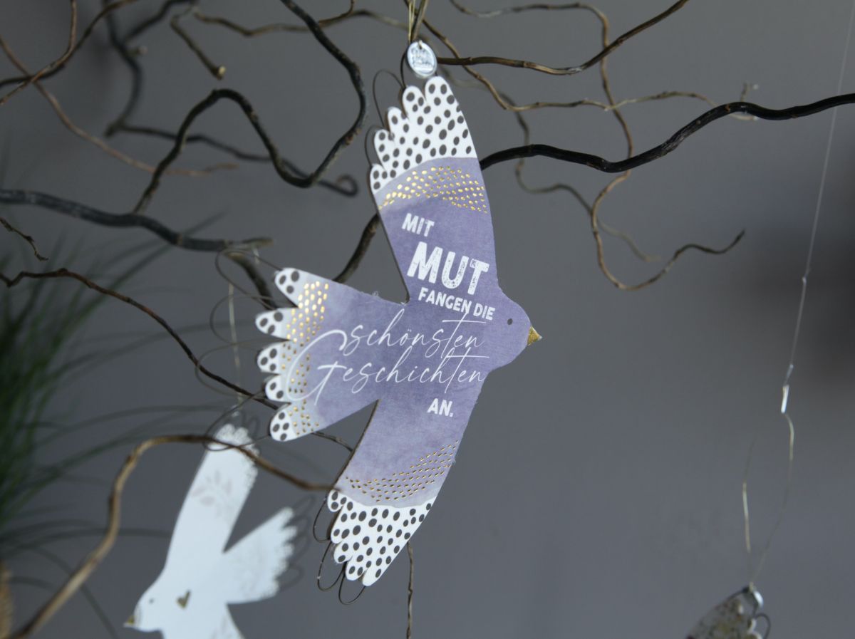 Akzipiter, Tier, Vogel, Drache, Vogel