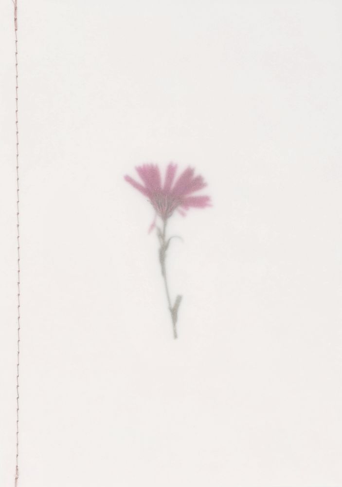 Gänseblümchen, Blume, Pflanze, Blütenblatt, Kräuterig