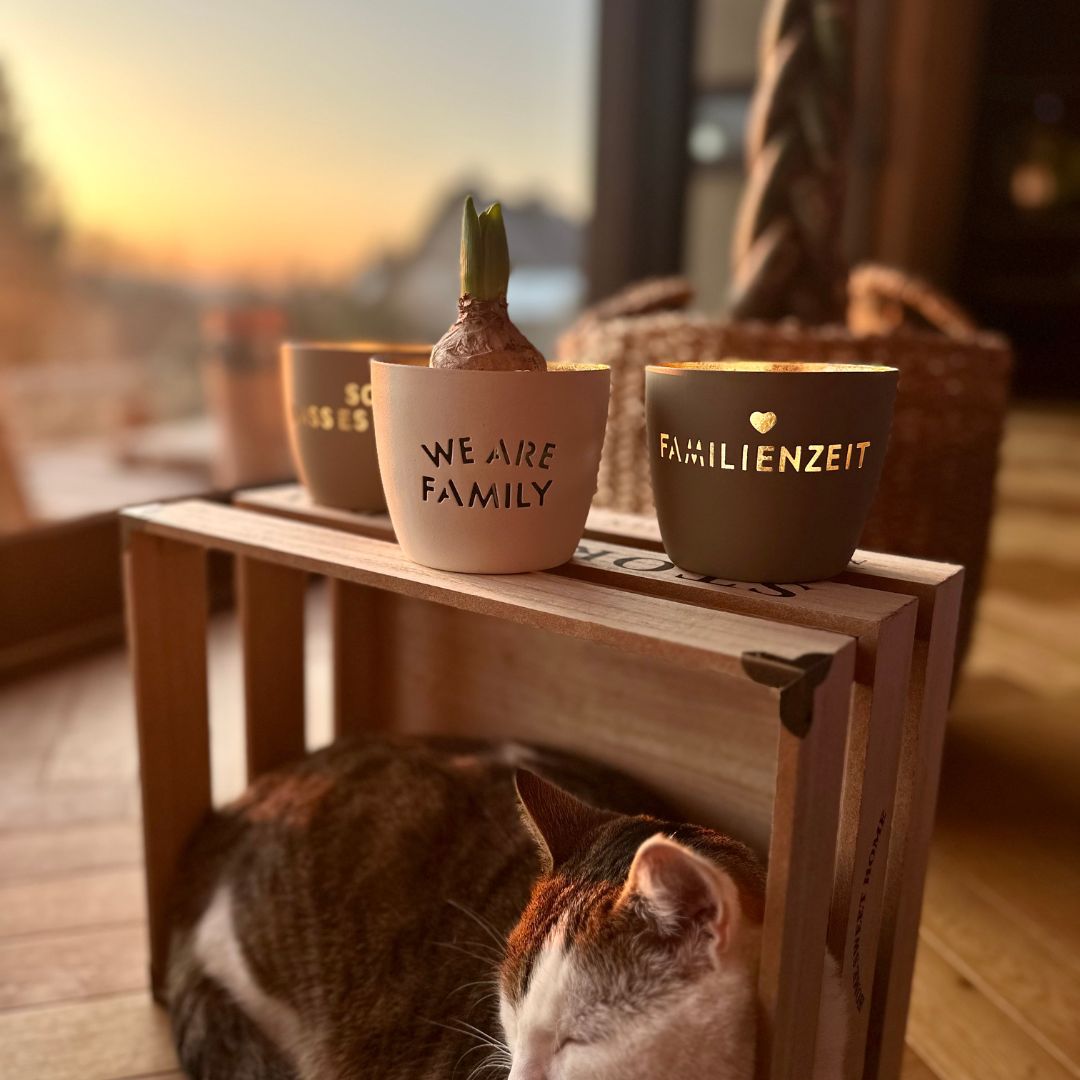 Hartholz, Gebeiztes Holz, Holz, Tabelle, Katze