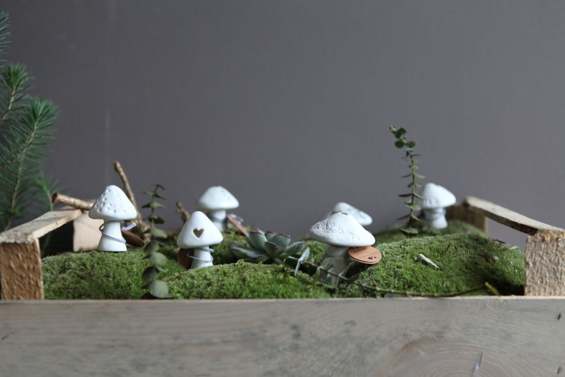 Pflanze, Pflanze im Topf, Moos, Pilz, Baum