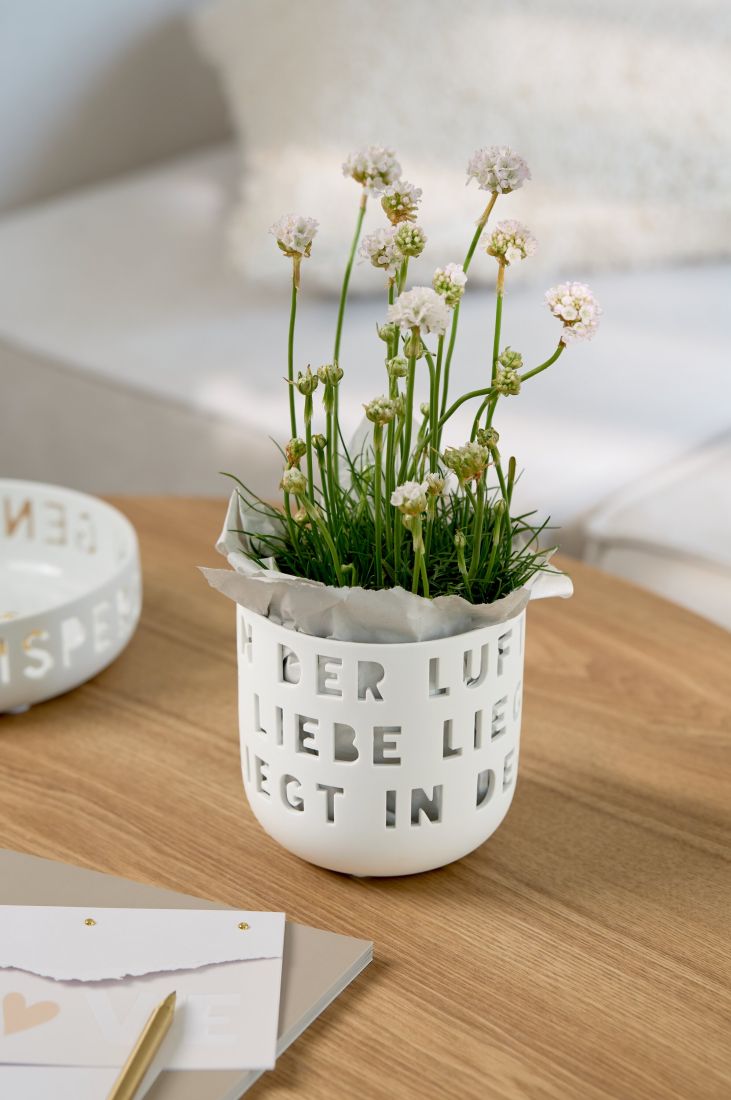 kalkpott, weißes töpfer, blumenpott, miniatur-pflanze, porecihtiges rosettenähnlich