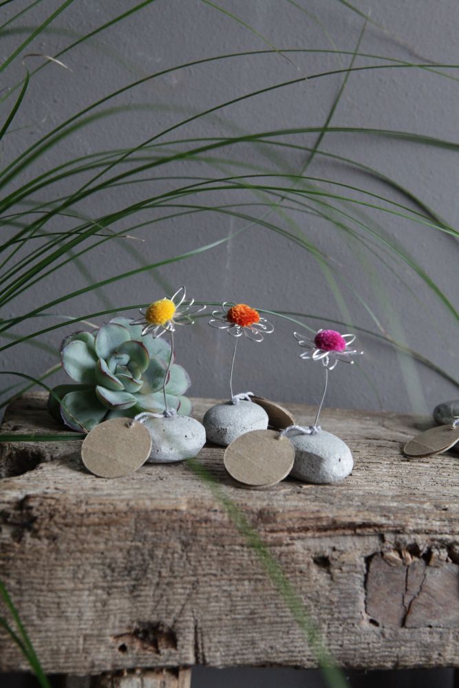 Pflanze, Pflanze im Topf, Pflanzgefäß, Blütenblatt, Blumen-Arrangement